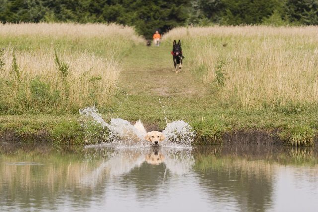 dogs running into water